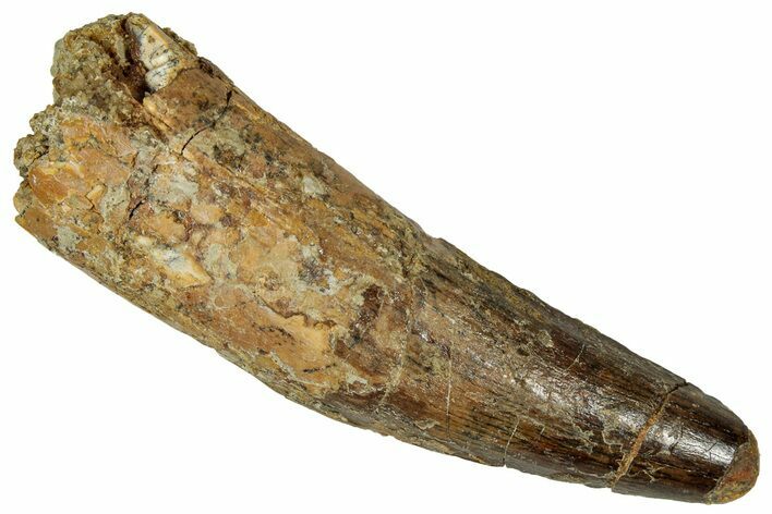 Fossil Spinosaurus Tooth - Real Dinosaur Tooth #327617